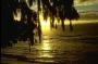 Hawaiian Sunrise