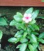 Vinca #1