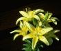 Yellow Lillies