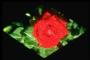 Red Rose