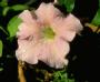 Petunia