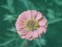 Pink Zinnia