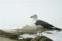 California Gull #1