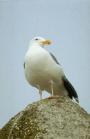 California Gull #2