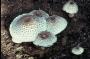 Fungus