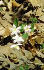 Wood Sorrel